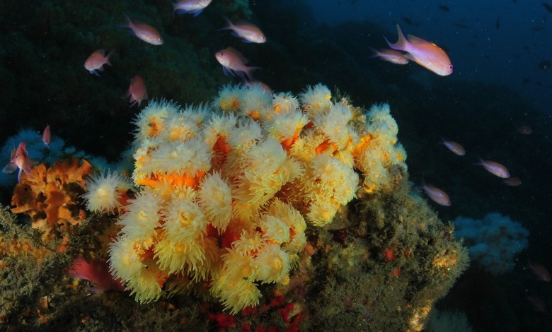 Coral candelabro, Granada- Imagen OCEANA, Carlos Minguell