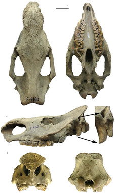 Cráneo del fósil de Stephanorhinus kirchbergensis desde distintas perspectivas- MNCN