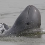Delfines y cultivos silvestres amenazados por la alimentación humana no sostenible