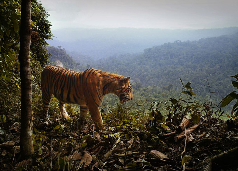 Tigre de Sumatra- Matthew Scott Luskin