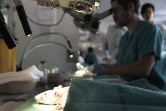 Cirujanos maxilofaciales y plásticos, y otorrinos practicando en el Hospital de La Paz de Madrid, un trasplante facial a una rata para después aplicarlo en humanos y reconstruirles cara y cuello, después de un accidente o un tumor- EFE