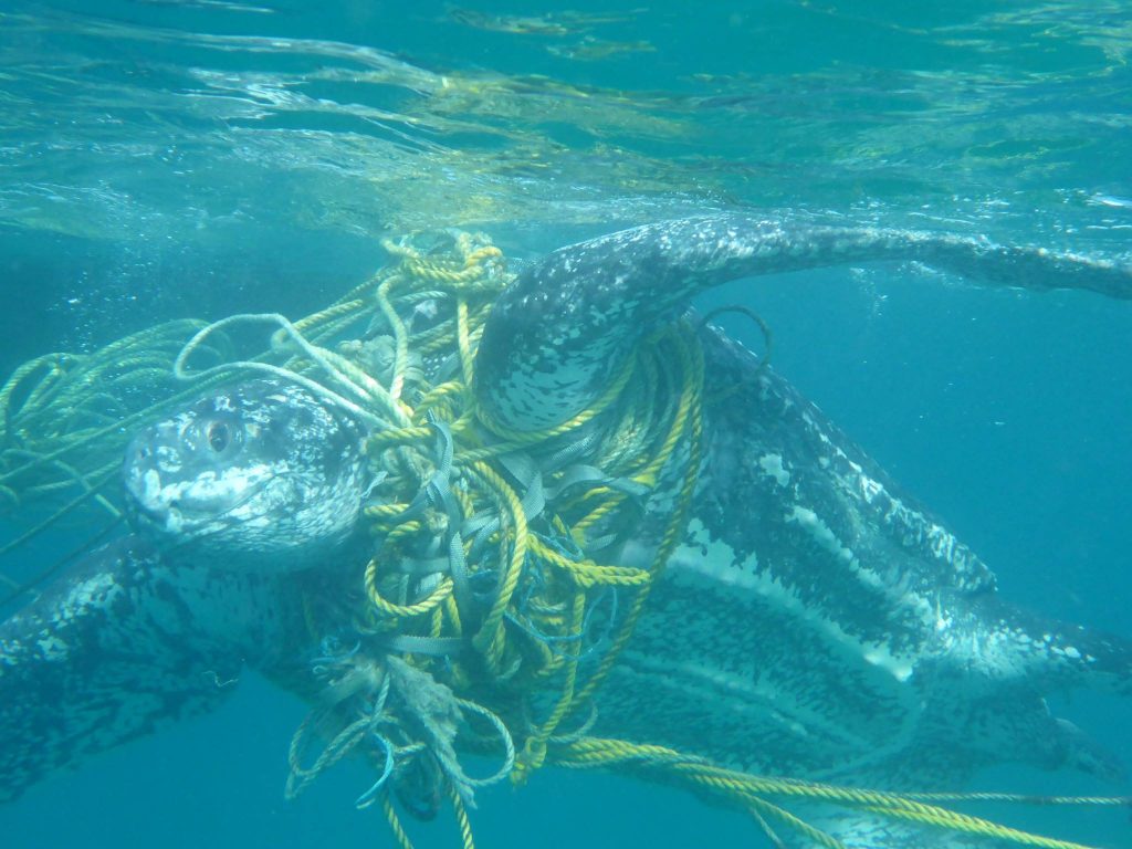 Una tortuga laúd arrastra cuerdas de pesca en el Caribe- Kate Charles, Ocean Spirits