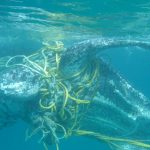 Cientos de tortugas marinas mueren cada año enredadas en basura