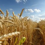 Un nuevo trigo sin gluten y que no produce la enfermedad celíaca