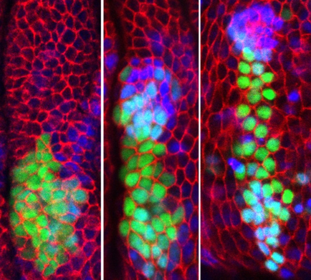 Secuencia temporal del desarrollo embrionario de Drosophila. Un grupo de células provenientes del primordio de la pata (marcadas con el marcador Dll>GFP, verde) van a dar lugar a parte del primordio de ala (marcado en azul con esg-lacZ). / UAM