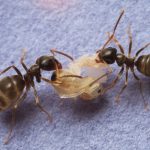 Las hormigas sacrifican a las enfermas para evitar epidemias en sus colonias