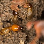 Las termitas son insectos socialmente organizados, ¿cómo fue que lo lograron?