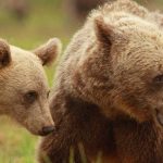 Las hembras de oso pardo cuidan a sus hijos más tiempo, para evitar que los cacen