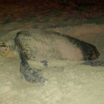 Los machos de tortuga boba vuelven al lugar donde nacieron para reproducirse
