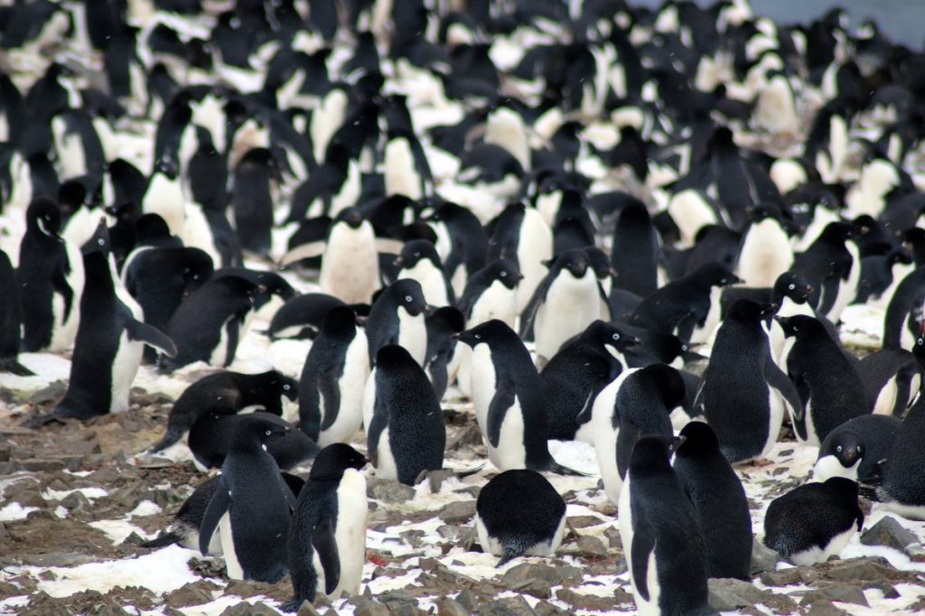 Un millón y medio de pingüinos- Michael Polito, Louisiana State University