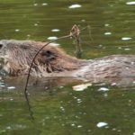 Los castores ayudan a limpiar los ríos contaminados