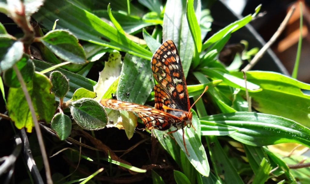 Las mariposas Euphydryas editha se hicieron dependientes de una planta que desapareció con la marcha de los humanos- Michael Singer