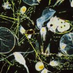 Los microorganismos del plancton tienen una ajetreada ‘vida social’: se organizan en comunidades complejas y rápidamente cambiantes