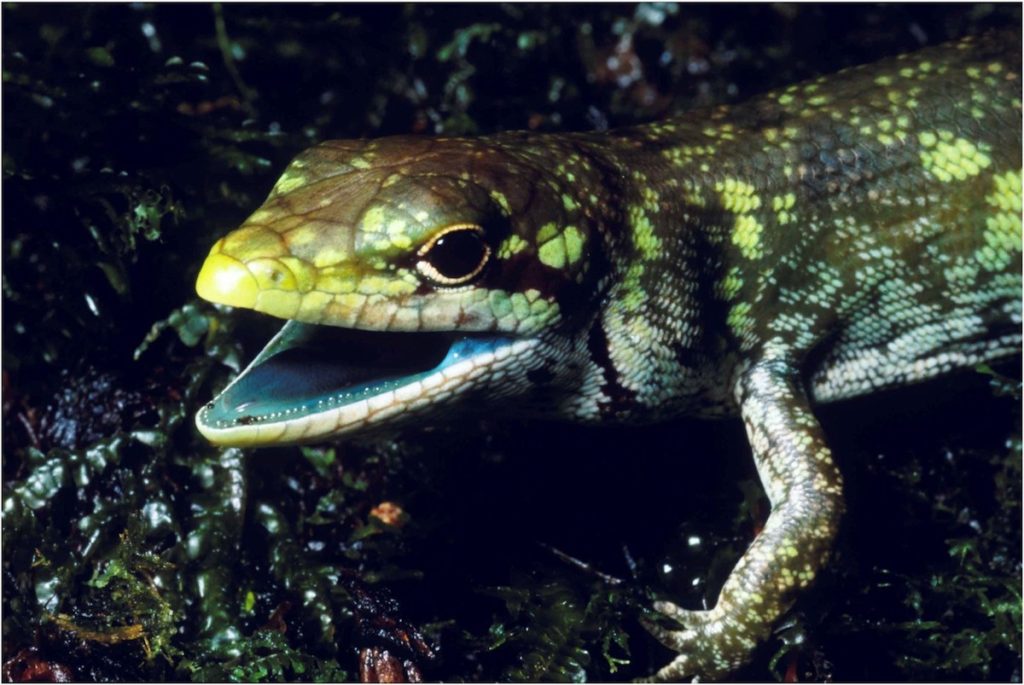 Prasinohaema prehensicauda, lagarto de sangre verde de Nueva Guinea- Chris Austin, LSU