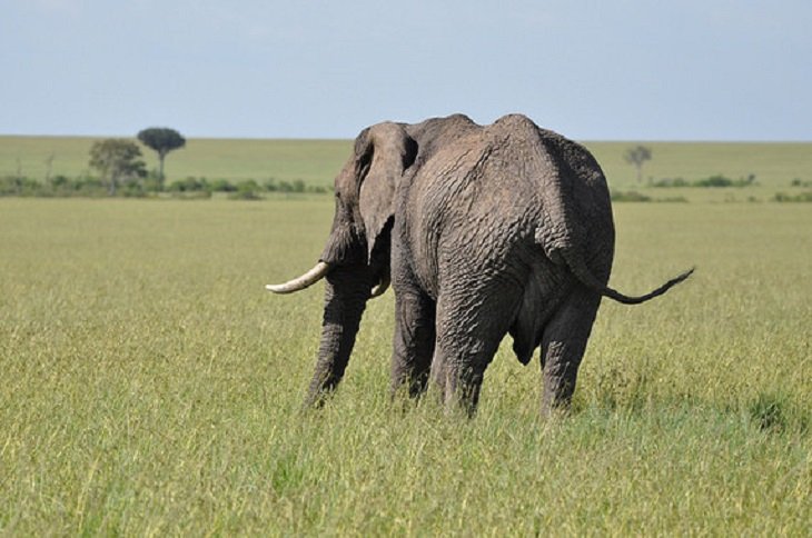Elefante macho