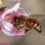 Los plaguicidas provocan afectaciones cerebrales en las abejas