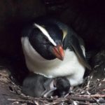 Los pingüinos tawaki y su maraton de hasta 6,800 kilómetros para conseguir alimento