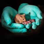 Con edición genética, científicos chinos logran que nazcan crías de ratón de dos madres y sin necesidad de un macho