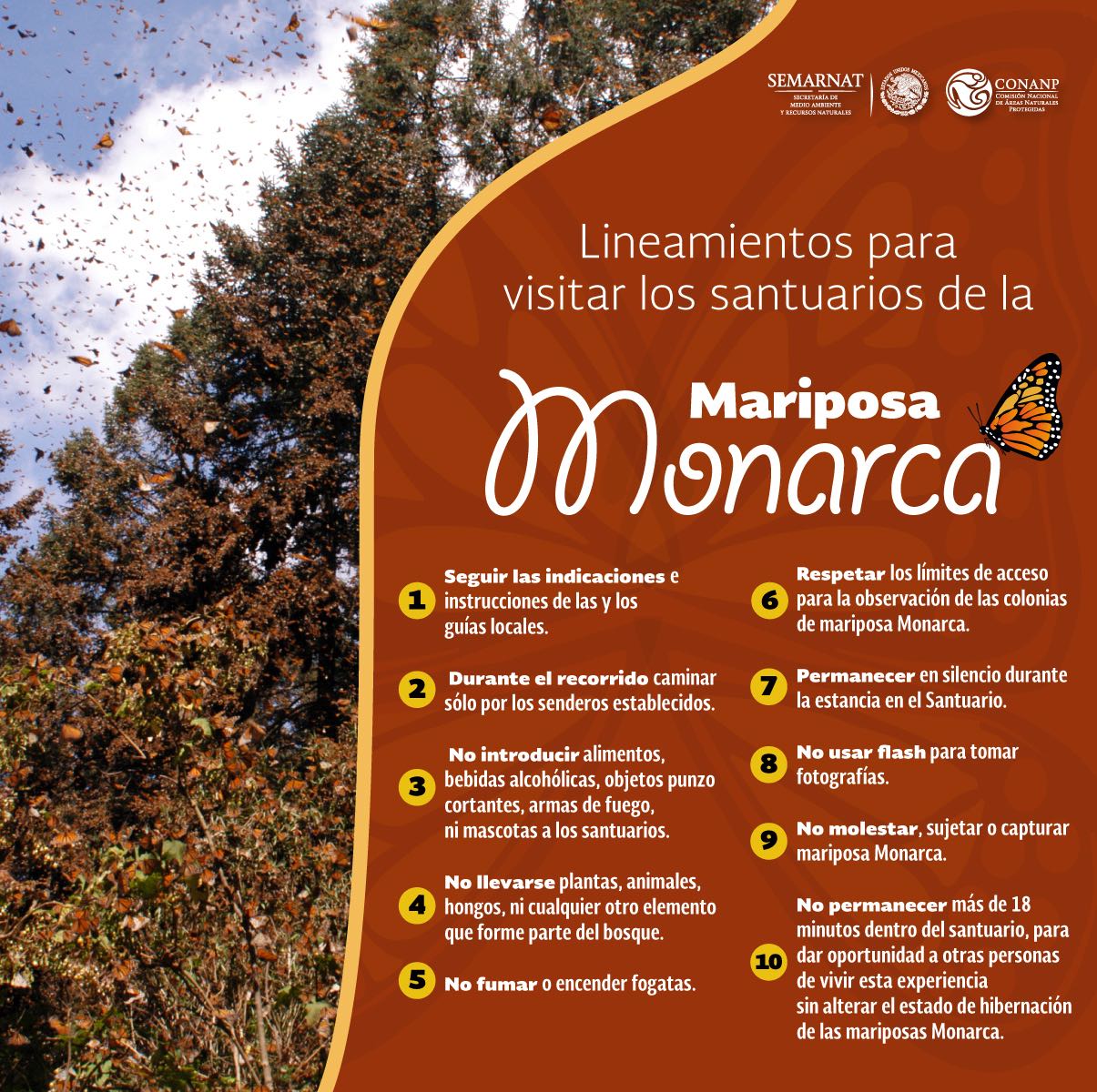 Información mariposas monarca