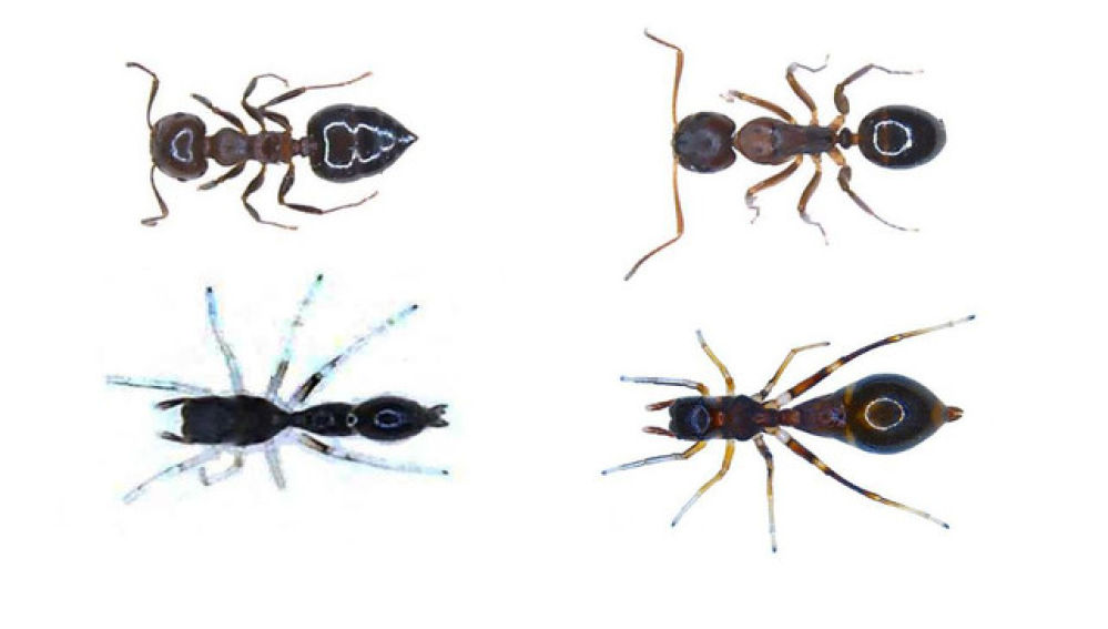 ¿Sabrías diferenciar las arañas de las hormigas? Las crías de araña (abajo a la izquierda) se parecen mucho a una pequeña hormiga llamada Crematogaster (arriba a la izquierda), mientras que las arañas adultas de S. formica (abajo a la derecha) imitaban a una especie más grande llamada Camponotus (arriba a la derecha). / Alexis Dodson