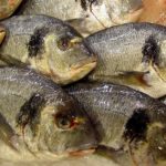 Los peces acumulan más contaminantes: antidepresivos, antibióticos y hasta componentes de cremas solares