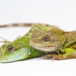 Los «dragones verdes» pueden reproducirse sin necesidad del macho