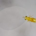 Insectos polinizadores mueren al consumir la melaza producida por insectos contaminados con insecticida