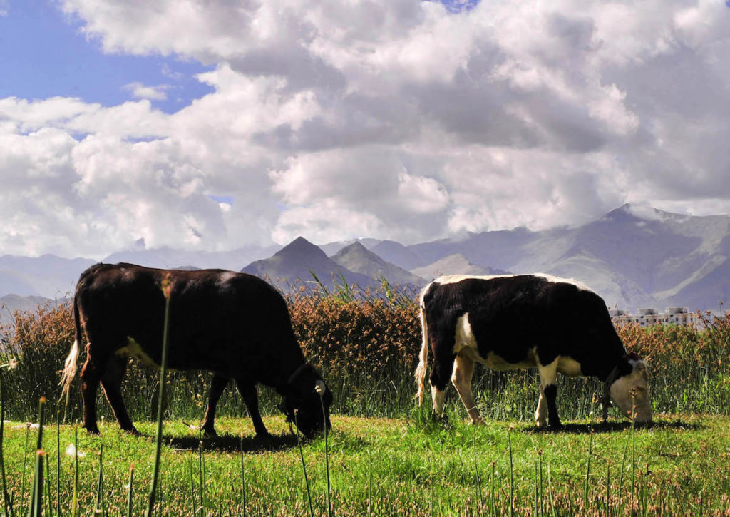 Vacas pastando al atardecer- Xinhua, Yuan Chungang