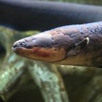 El animal más eléctrico de la naturaleza, una anguila recién descubierta; 860 voltios de descarga