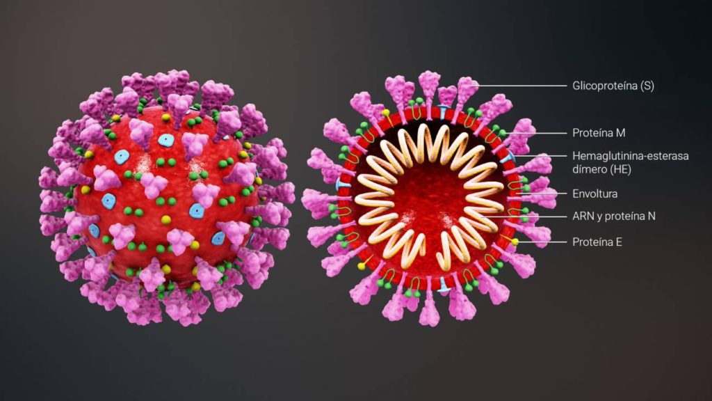 ¿El coronavirus es un ser vivo?. Los científicos no se ponen de acuerdo