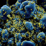 ¿El coronavirus es un ser vivo?. Los científicos no se ponen de acuerdo