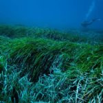 Hay praderas marinas que pueden capturar y extraer plásticos vertidos al océano