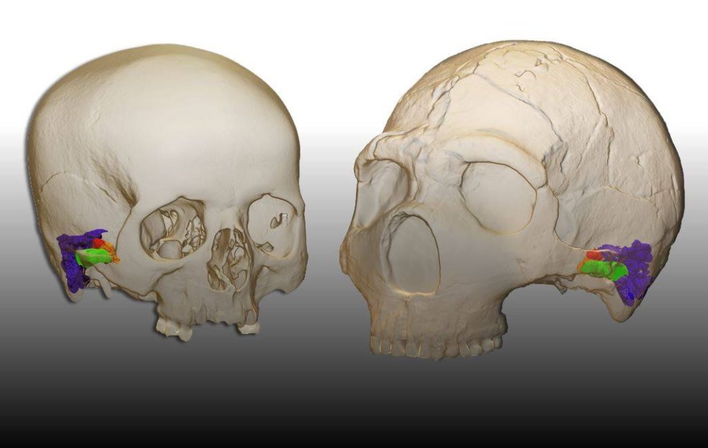 Comparación del oído externo y medio de Homo sapiens y Homo neanderthalensis- Elena Santos y Mercedes Conde 
