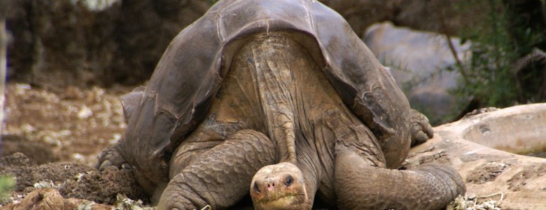 Murió El Solitario George, y con él su especie: 24 de junio de 2012 Murió El Solitario George, y con él su especie: 24 de junio de 2012