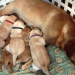 Perro clonado es padre de ocho cachorros