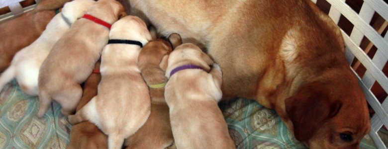Perro clonado es padre de ocho cachorros Scarlett y sus cachorros
