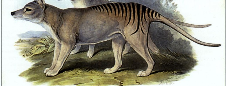 La extinción del tigre de tasmania, o tilacino: 7 de septiembre de 1936 (VIDEO) Tilacino o tigre de Tasmania