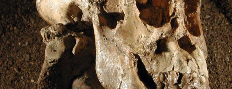Selam, la Hija de Lucy trepaba a los árboles. Un primate de hace 3.2 M de años Selam, la Hija de Lucy trepaba a los árboles. Un primate de hace 3.2 M de años