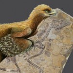 El «pájaro del amanecer» ilumina la historia de los dinosaurios con plumas