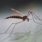 El mosquito que transfirió el paludismo de los grandes simios a los humanos