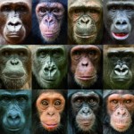 La diversidad genética entre grandes simios es mayor que entre humanos 