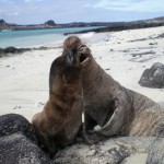 Islas Galápagos, ver la evolución tal y como lo hizo Darwin 