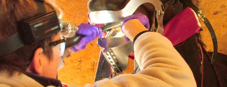 Veterinario examinando un caballo- iStock, Sara Winter