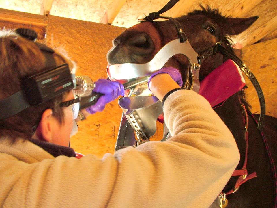 Veterinario examinando un caballo- iStock, Sara Winter