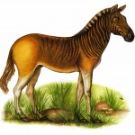 El quagga, extinto en 1883, en intento de recuperación hoy