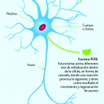 Moléculas que activan la regeneración de las neuronas maduras