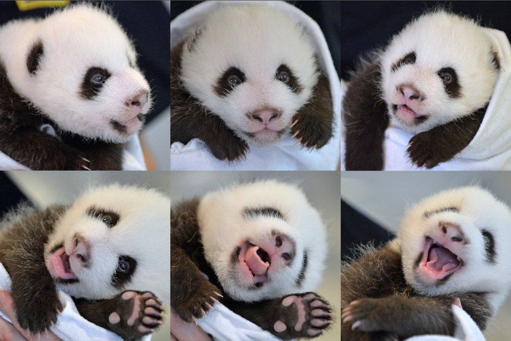 Cachorros de panda gigante nacidos en el zoológico de Atlanta, EEUU, Xinhua:Zhang Jun