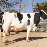 Clon brasileño de bovino a partir de la célula de un animal muerto, «nace» el 4 de septiembre de 2003
