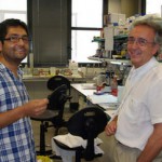 Mitofusina 2: Con poder para incidir en la vida o muerte de las células 