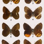 Cinco nuevas especies de mariposas para Colombia